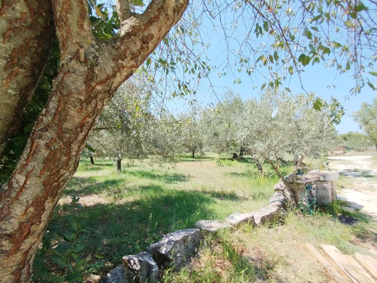 Marti'S House In The Olive Grove Leilighet Fažana Eksteriør bilde