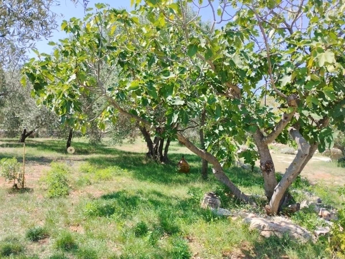 Marti'S House In The Olive Grove Leilighet Fažana Eksteriør bilde