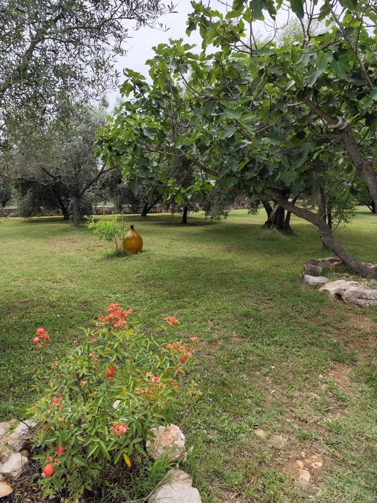 Marti'S House In The Olive Grove Leilighet Fažana Eksteriør bilde
